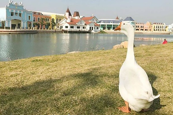 Chú ngỗng may mắn trở thành "tân sinh viên" của một trường đại học ảnh 1