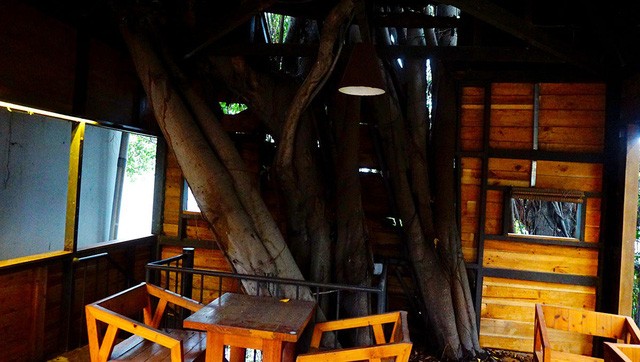 Độc đáo quán cà phê cheo leo trên cây ở Sài Gòn ảnh 6