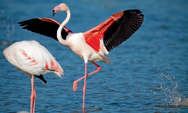 Những điều thú vị về Bahrain, quốc gia có đội tuyển U23 đối đầu với U23 Việt Nam tối nay ảnh 4