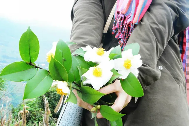 Quên Tà Xùa đi, rủ nhau chinh phục sống lưng khủng long hoang sơ bậc nhất mang tên Bình Liêu ảnh 3