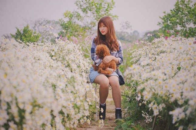 Mùa cúc họa mi "gõ cửa" Hà Nội, rủ hội cạ cứng cùng lên lịch chụp ảnh đi thôi! ảnh 8