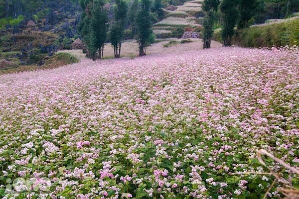 Những điểm đến Tây Bắc đẹp "mơ màng" trong mùa Thu - Đông! ảnh 3