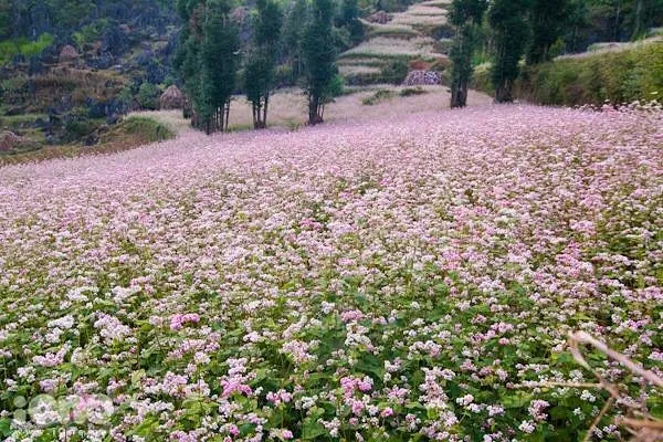 Những điểm đến Tây Bắc đẹp "mơ màng" trong mùa Thu - Đông! ảnh 3