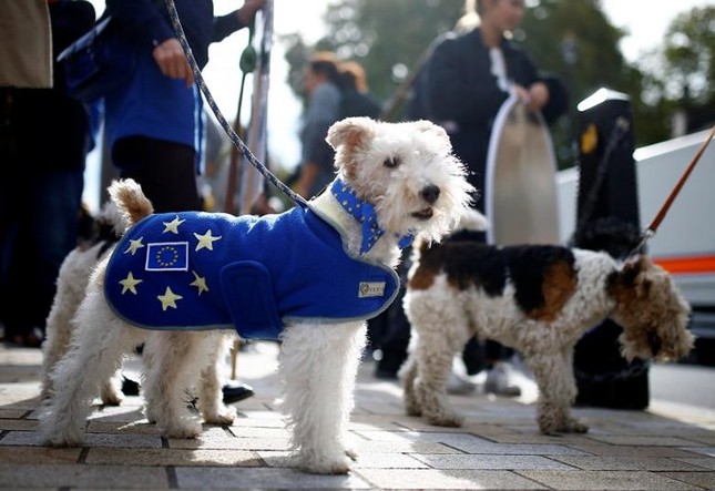 1000 chú chó biểu tình phản đối Brexit ở Anh ảnh 10