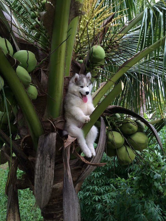 Husky - loài chó “ngáo ngơ” nhất quả đất! ảnh 10