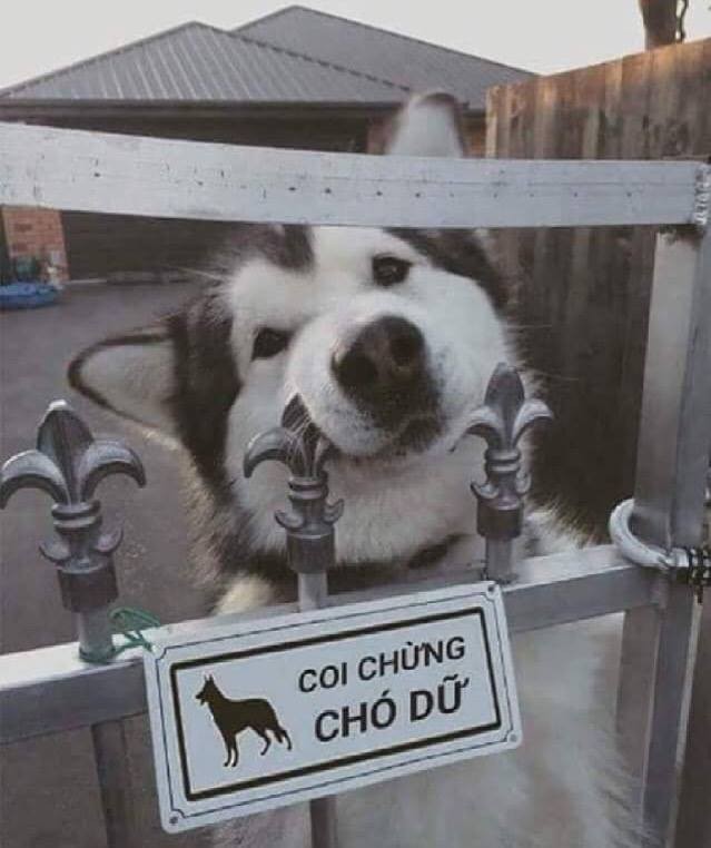 Husky - loài chó “ngáo ngơ” nhất quả đất! ảnh 6