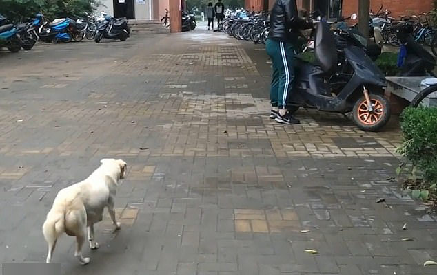 Đuổi theo hôn tạm biệt con, cô chó gây xúc động với cảnh chia ly đượm tình mẫu tử ảnh 2