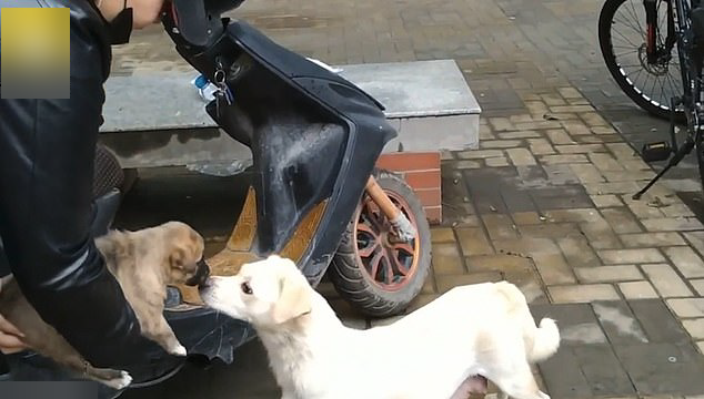 Đuổi theo hôn tạm biệt con, cô chó gây xúc động với cảnh chia ly đượm tình mẫu tử ảnh 4
