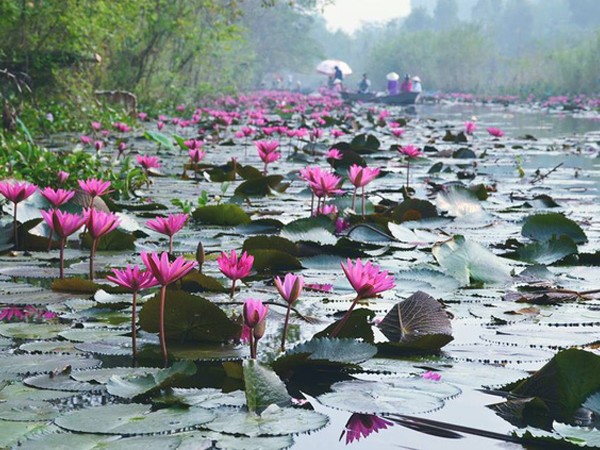 Độc đáo dòng suối hồng nhuộm kín hoa súng ngay gần Hà Nội ảnh 1