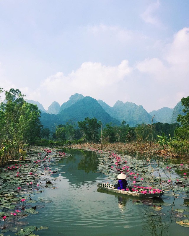 Độc đáo dòng suối hồng nhuộm kín hoa súng ngay gần Hà Nội ảnh 4