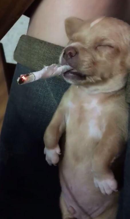 Hai cô gái cho chó hút thuốc rồi đùa cợt phấn khích gây phẫn nộ ảnh 1