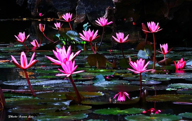 Teen đắm chìm trong “miền Tây thu nhỏ” với hoa súng Thanh Hóa ảnh 4