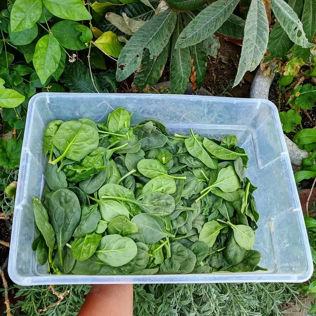 10 thực phẩm vẫn có thể sử dụng dù quá hạn ảnh 21