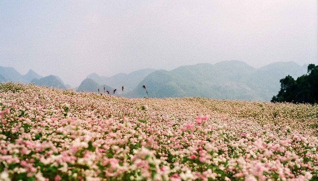 Tháng 11, có hẹn với mùa hoa tam giác mạch ở Hà Giang ảnh 1