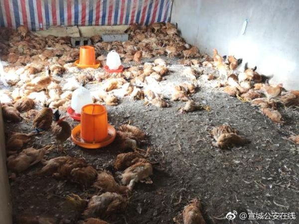 Trung Quốc: Khởi kiện vì 600 con gà nhà bị giết sạch sau 1 đêm bởi chó nhà hàng xóm ảnh 2