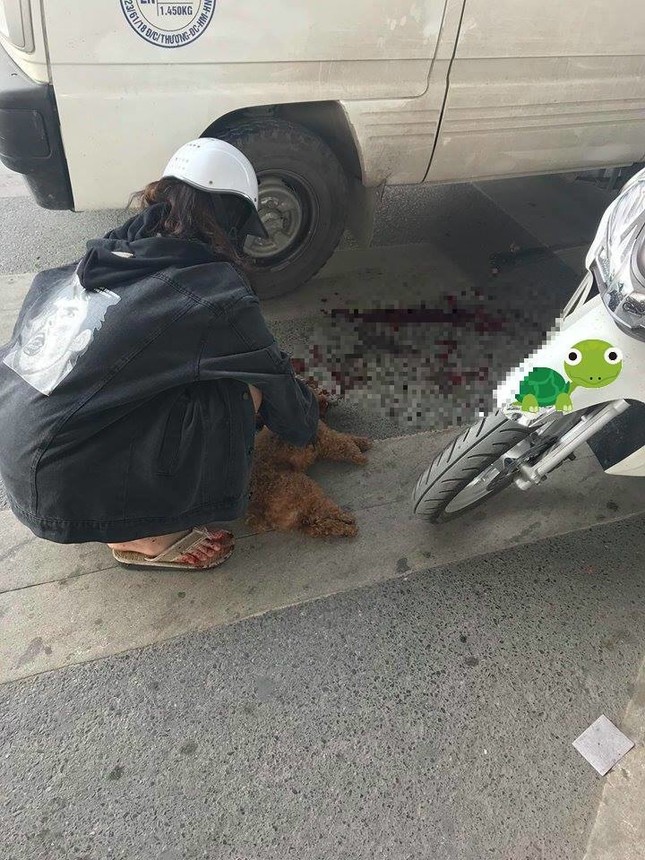 Chú chó nhảy xuống xe lao ra đường bị ô tô đâm và hành động của người chủ gây tranh cãi ảnh 1