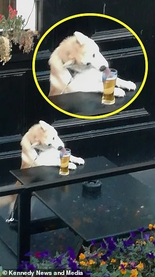 Uống trộm bia "đỉnh cao" như chú cún Shiba: Liếc ngang liếc dọc mãi mới chịu hành động ảnh 3