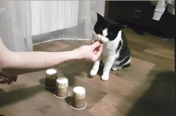 Cuộc thi "Biệt tài mèo yêu" ảnh 2