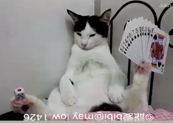 Cuộc thi "Biệt tài mèo yêu" ảnh 6