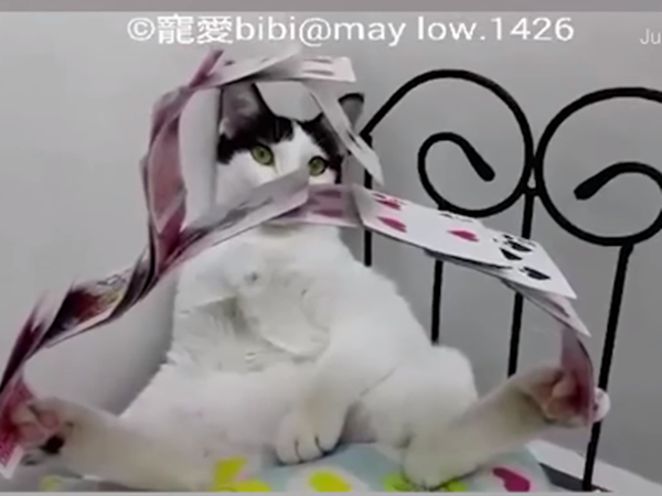 Cuộc thi "Biệt tài mèo yêu" ảnh 5