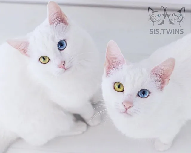Mèo song sinh 2 màu mắt làm cư dân mạng bấn loạn ảnh 1