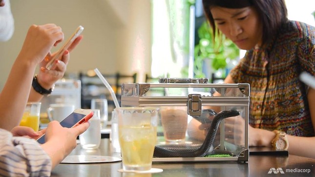 Những quán cafe đặc biệt với rắn, nhím và cú ở Tokyo ảnh 3