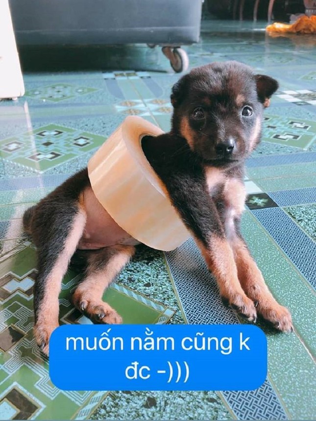 Lỡ dại chui vào cuộn băng dính, "boss" khiến "sen" đau đầu tìm cách cứu ảnh 2