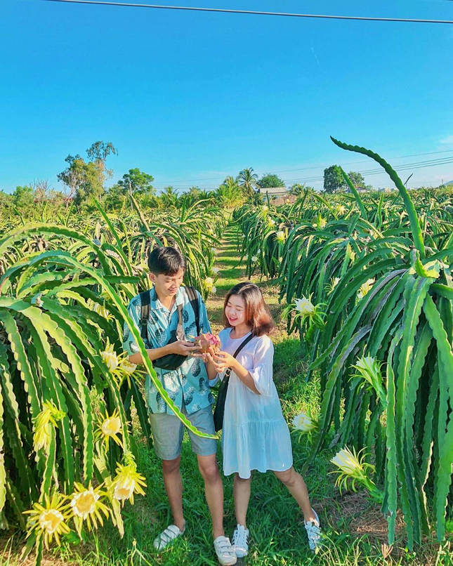 Ngất ngây với "vương quốc" thanh long ở Bình Thuận: Nơi "sống ảo" mới đẹp như tranh vẽ ảnh 4