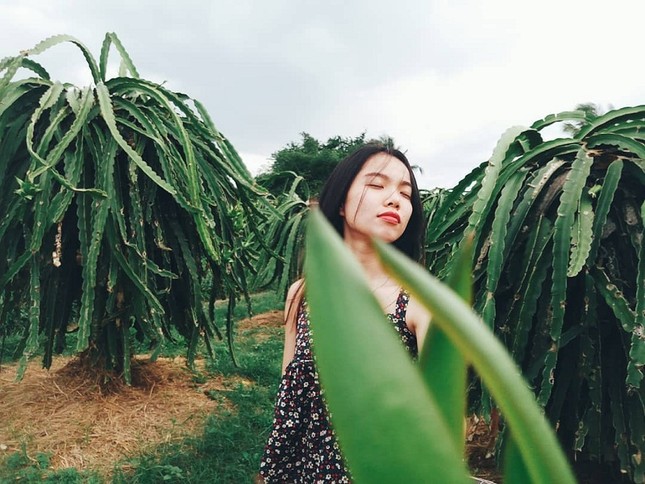 Ngất ngây với "vương quốc" thanh long ở Bình Thuận: Nơi "sống ảo" mới đẹp như tranh vẽ ảnh 5