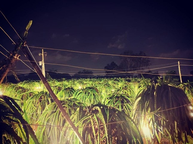Ngất ngây với "vương quốc" thanh long ở Bình Thuận: Nơi "sống ảo" mới đẹp như tranh vẽ ảnh 10