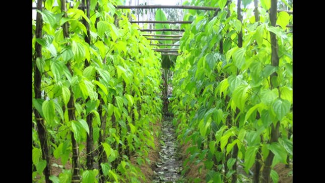 Vi vu ngoại thành Sài Gòn để ngắm cá Koi và ăn gà hấp hèm nhé! ảnh 1