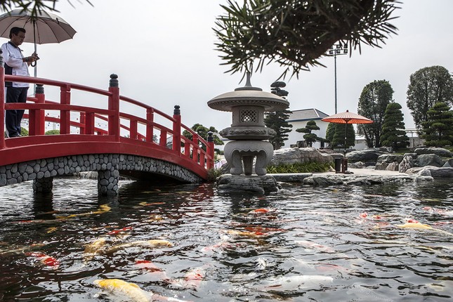 Vi vu ngoại thành Sài Gòn để ngắm cá Koi và ăn gà hấp hèm nhé! ảnh 3