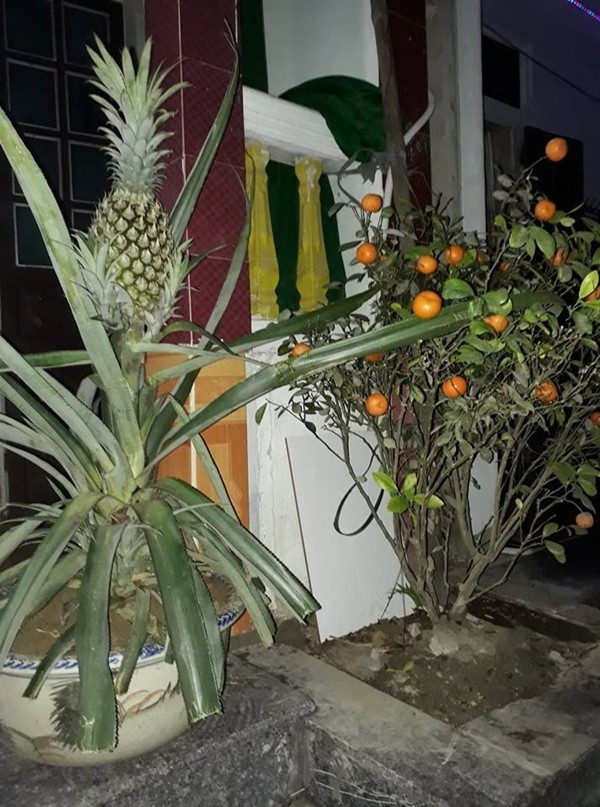 Đào, mai đã là dĩ vãng, rau củ mới là "hot trend" cây cảnh của dịp Tết 2019 ảnh 3