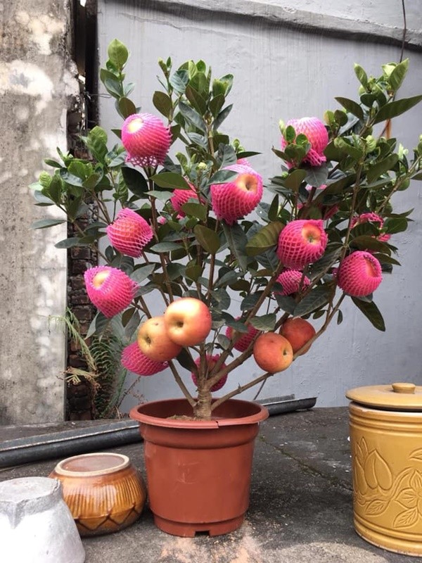 Đào, mai đã là dĩ vãng, rau củ mới là "hot trend" cây cảnh của dịp Tết 2019 ảnh 6
