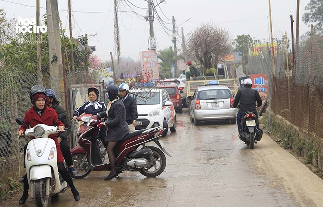 Vườn đào Nhật Tân (Hà Nội): Tiểu thương buôn bán thuận lợi trước thềm Xuân Kỉ Hợi ảnh 4