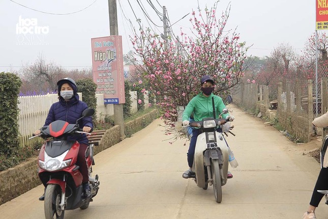 Vườn đào Nhật Tân (Hà Nội): Tiểu thương buôn bán thuận lợi trước thềm Xuân Kỉ Hợi ảnh 7