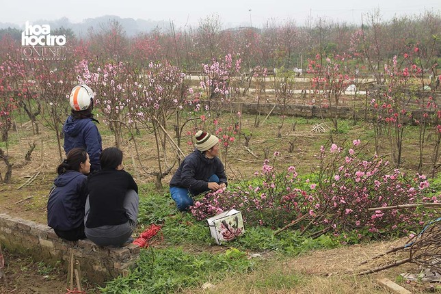 Vườn đào Nhật Tân (Hà Nội): Tiểu thương buôn bán thuận lợi trước thềm Xuân Kỉ Hợi ảnh 6