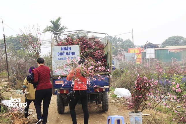 Vườn đào Nhật Tân (Hà Nội): Tiểu thương buôn bán thuận lợi trước thềm Xuân Kỉ Hợi ảnh 5