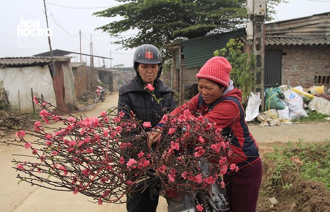 Vườn đào Nhật Tân (Hà Nội): Tiểu thương buôn bán thuận lợi trước thềm Xuân Kỉ Hợi ảnh 2