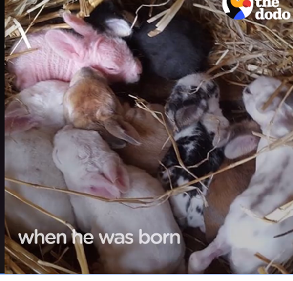 Phát sốt với chú thỏ không lông siêu "cute" nhất thế giới ảnh 1