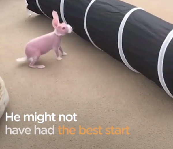 Phát sốt với chú thỏ không lông siêu "cute" nhất thế giới ảnh 3