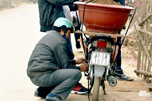 Nghỉ xe ôm truyền thống sang chở cây cảnh dịp Tết: Thu nhập hơn 1 triệu đồng/ ngày ảnh 5
