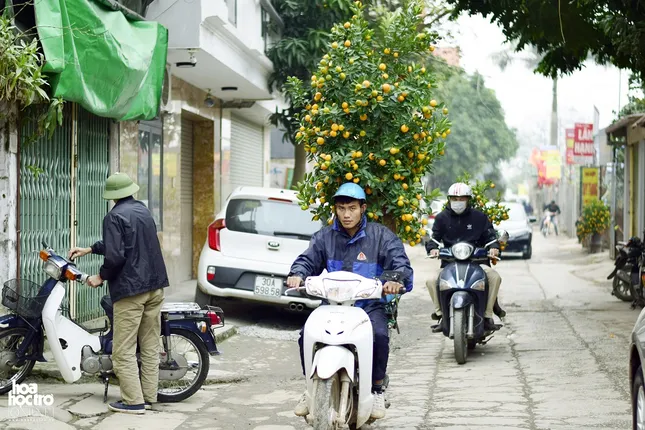 Nghỉ xe ôm truyền thống sang chở cây cảnh dịp Tết: Thu nhập hơn 1 triệu đồng/ ngày ảnh 2