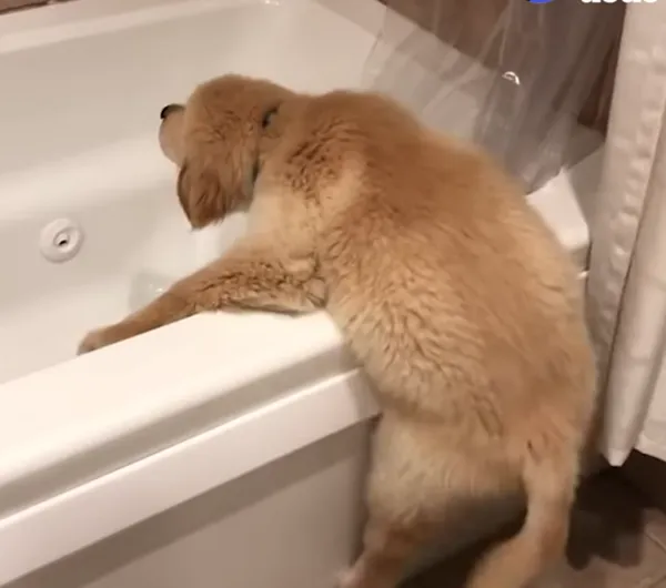 Những phút giây relax của "đại boss" trong... bồn tắm ảnh 1