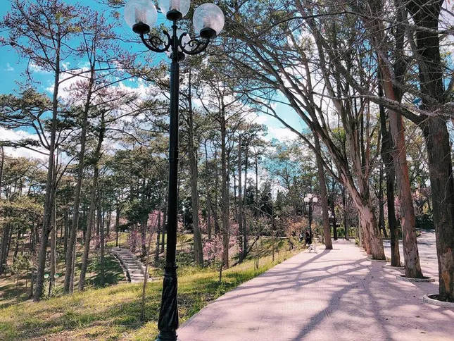 Đến Đà Lạt, đừng quên ghé qua ngôi trường Đại học đẹp xinh như phim trường điện ảnh ảnh 1