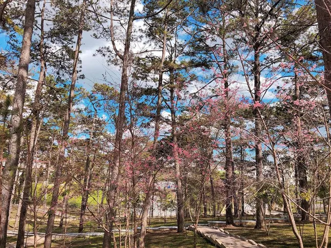 Đến Đà Lạt, đừng quên ghé qua ngôi trường Đại học đẹp xinh như phim trường điện ảnh ảnh 6