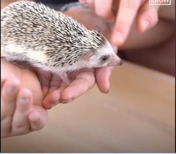 Quán cà phê "siêu cute" - thoải mái chơi với rái cá, sóc sin-sin và nhím ảnh 4