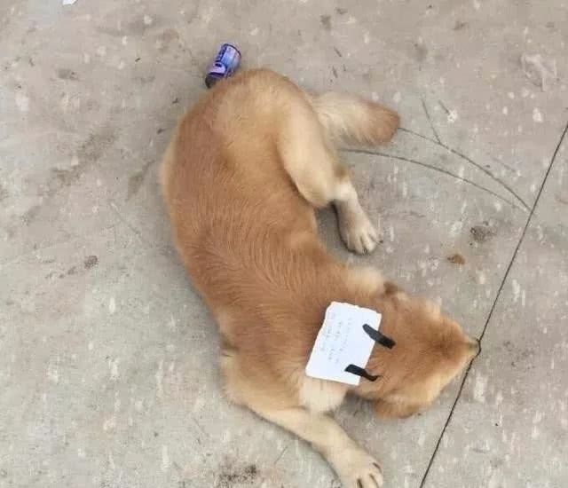 Bị chủ mắng, chú chó bỏ nhà ra đi, lúc trở về còn "vác" theo cả một khoản nợ ảnh 1