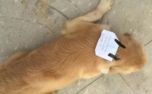 Bị chủ mắng, chú chó bỏ nhà ra đi, lúc trở về còn "vác" theo cả một khoản nợ ảnh 2