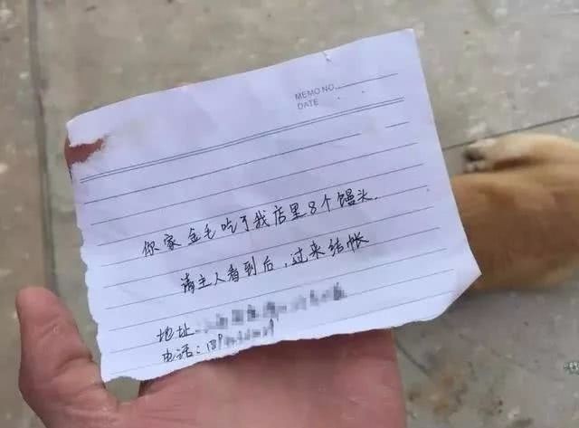 Bị chủ mắng, chú chó bỏ nhà ra đi, lúc trở về còn "vác" theo cả một khoản nợ ảnh 4